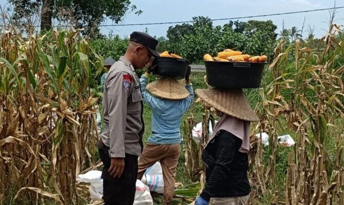 Kabar Baik dari Babussalam: Panen Jagung Sukses, Hasilnya Langsung Diserap Pengepul Lokal