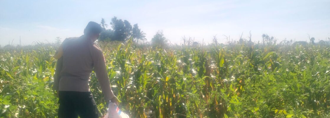 Jagung Lelede Panen Raya, Polri Pastikan Proses Aman dan Harga Stabil