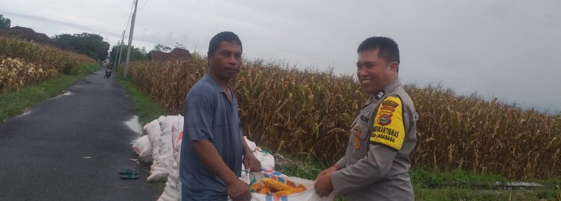 Harga Jagung di Lombok Barat: Polisi Imbau Petani Jual ke Bulog