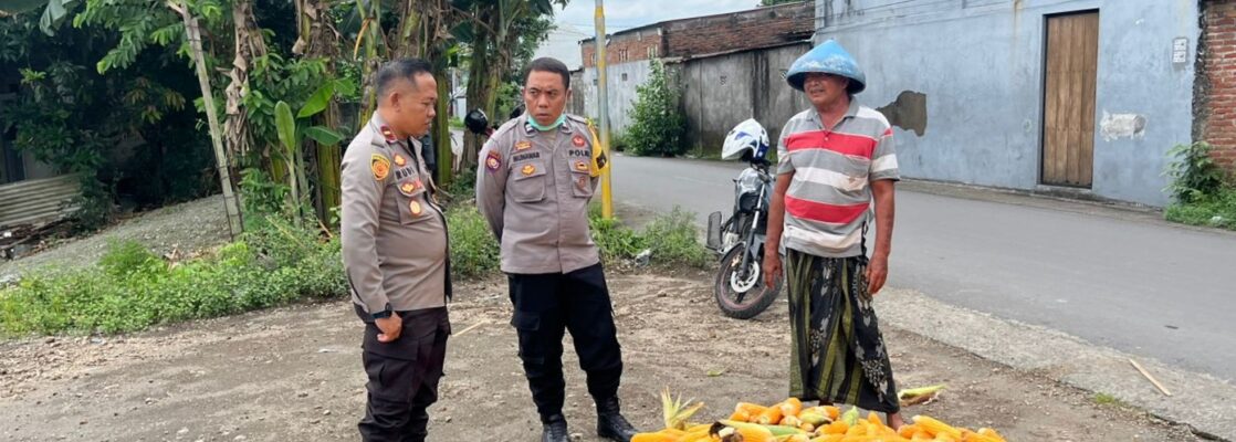 Polsek Labuapi Bantu Petani Amankan Harga Panen Jagung ke Bulog