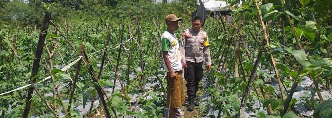 Benteng Pangan Mikro: Bhabinkamtibmas Motivasi Warga Lombok Barat Garap Lahan Produktif