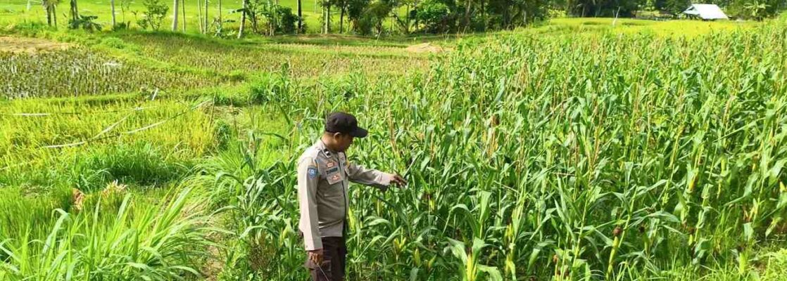 Sinergi Bhabinkamtibmas dan Petani Jagung di Lombok Barat